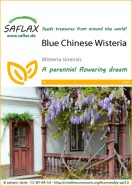 Wisteria Blue Chinese Seeds